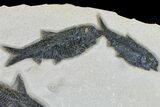 Fossil Fish (Diplomystus) With Two Knightia - Wyoming #163520-2